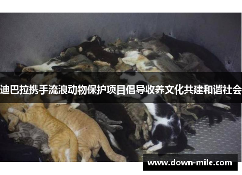 迪巴拉携手流浪动物保护项目倡导收养文化共建和谐社会 迪巴拉携手流浪动物保护项目倡导收养文化共建和谐社会